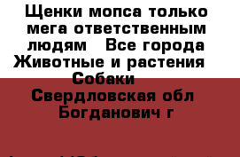 Щенки мопса только мега-ответственным людям - Все города Животные и растения » Собаки   . Свердловская обл.,Богданович г.